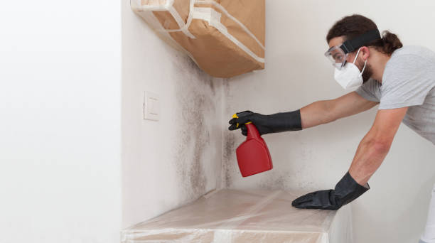 Professional Black Mold Remediation technician working in Livingston, NJ