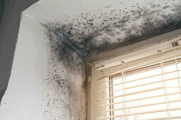 Affordable Black Mold Remediation solutions in Livingston, NJ