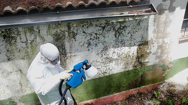Top rated local Black Mold Remediation specialists in Livingston, NJ
